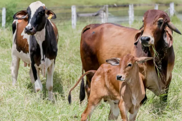 Foto: Keven Lopes/Governo do Tocantins