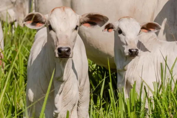 Foto: Keven Lopes/Governo do Tocantins