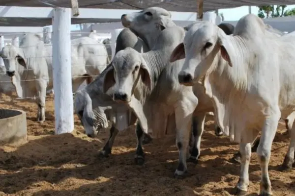 Foto: SSPTO/Divulgação