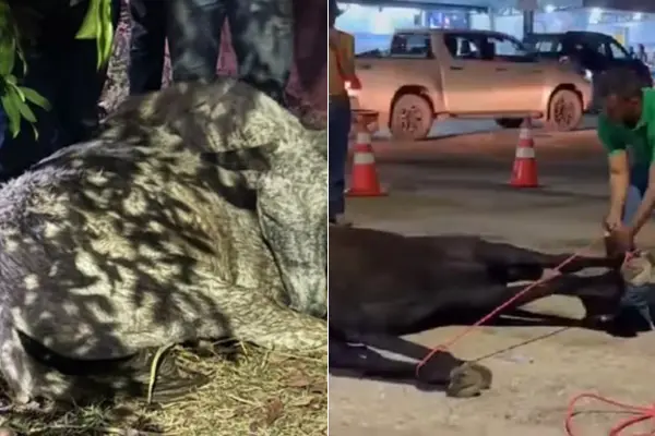 Entre a tradição e a crueldade: até quando cavalgadas vão terminar em morte de animais no Tocantins?